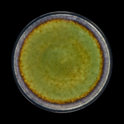 Купить тарелка мелкая corone verde 265 мм синий+зеленый – цена от завода, доставка до двери | RuOborudovanie.ru